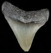 Juvenile Megalodon Tooth #69322-3